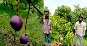 2.5 lakh kg mangoes in Jabalpur, Madhya Pradesh, the owner of the garden installed 3 guards, 9 dogs for security? | Most Expensive Breeds Japanese Mangoes 2 lakh 70 Thousand, Rupees kilogram International Market