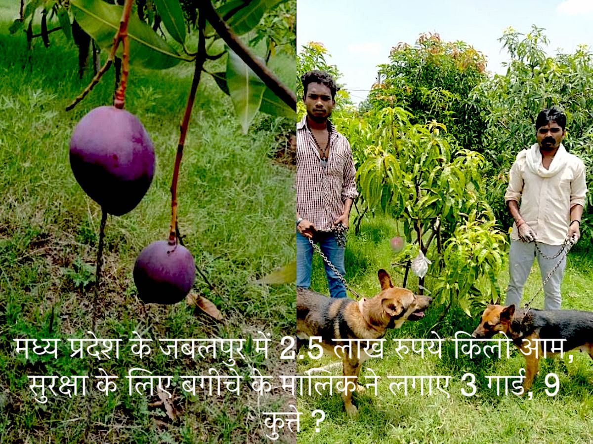 2.5 lakh kg mangoes in Jabalpur, Madhya Pradesh, the owner of the garden installed 3 guards, 9 dogs for security? | Most Expensive Breeds Japanese Mangoes 2 lakh 70 Thousand, Rupees kilogram International Market