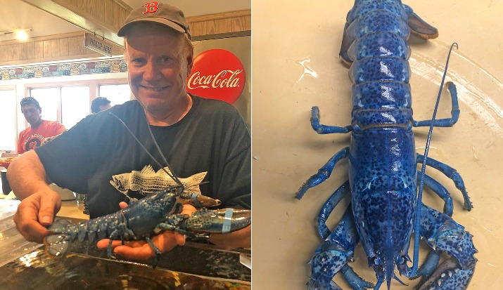 मैसाचुसेट्स में मिला अत्यंत दुर्लभ नीला केकड़ा, सोशल मीडिया पर वायरल हुई तस्वीरें | Extremely Rare Blue Lobster Found in Massachusetts News in Hindi, Blue Lobster