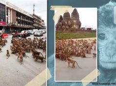 Wild monkeys fight in human style, hundreds of monkeys fighting traffic stalled, watch amazing video news in Hindi | जंगली बंदरों की इंसानों के स्टाइल में लड़ाई, रूका रहा ट्रैफिक लड़ते रहे सैकड़ों बंदर, देखें अद्भुत वीडियो