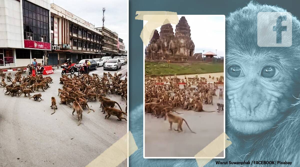 Wild monkeys fight in human style, hundreds of monkeys fighting traffic stalled, watch amazing video news in Hindi | जंगली बंदरों की इंसानों के स्टाइल में लड़ाई, रूका रहा ट्रैफिक लड़ते रहे सैकड़ों बंदर, देखें अद्भुत वीडियो
