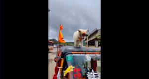 The driver tied the dog on top of the auto and ran on the road viral news in Hindi, Dog on an Auto-Rickshaw Watch Viral Video, ड्राइवर ने ऑटो के ऊपर कुत्ते को बांध कर सड़क पर दौड़ाया, वायरल हुआ वीडियो !