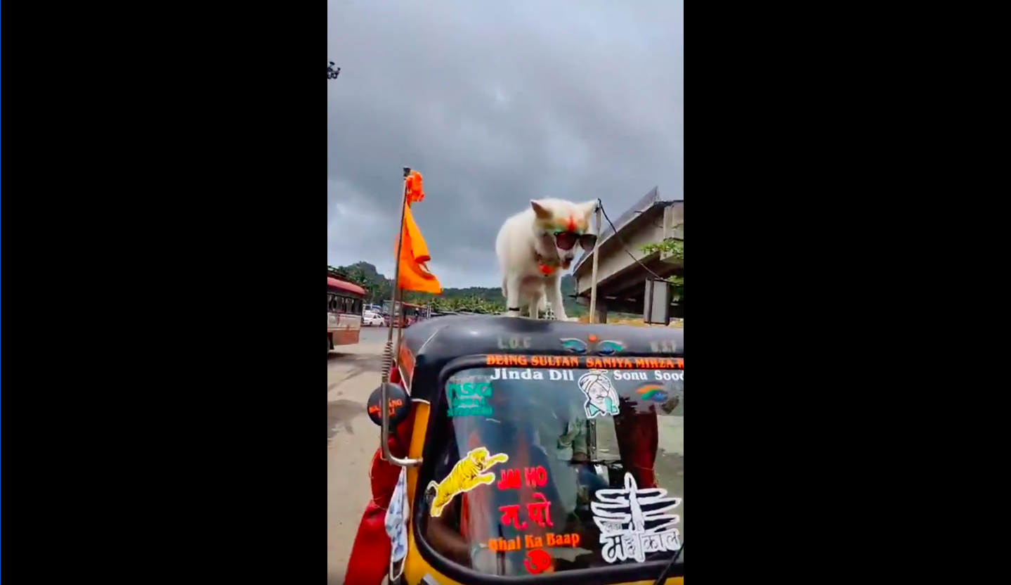 The driver tied the dog on top of the auto and ran on the road viral news in Hindi, Dog on an Auto-Rickshaw Watch Viral Video, ड्राइवर ने ऑटो के ऊपर कुत्ते को बांध कर सड़क पर दौड़ाया, वायरल हुआ वीडियो !