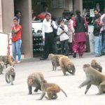 Bjp Leader’s Wife Dies In Monkey Attack In Kairana Viral News