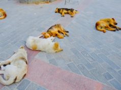 After 150 Monkeys Now More Than 100 Stray Dogs Killed And Buried In Karnataka Viral News in Hindi | 100 से ज्यादा कुत्तों की हत्या कर दफना दिया गया ? Latest News