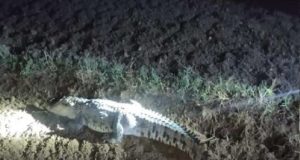 अमरोहा में सड़क पर दिखा मगरमच्छ, Crocodile Seen On The Road in Amroha Viral News in Hindi, Forest department official said - it is a crocodile, caught with the help of villagers