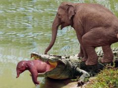 Crocodile and Elephants Fight Viral Video News in Hindi, The crocodile attacked the elephant's child, the angry elephant did all the work in the water itself