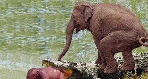 Crocodile and Elephants Fight Viral Video News in Hindi, The crocodile attacked the elephant's child, the angry elephant did all the work in the water itself