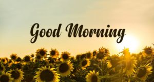 Best Collection of Good Morning Captions for Instagram in Hindi for Facebook Twitter Reddit Reels Shorts | बेहतरीन गुड मॉर्निंग कैप्शन फॉर इंस्टाग्राम हिंदी में