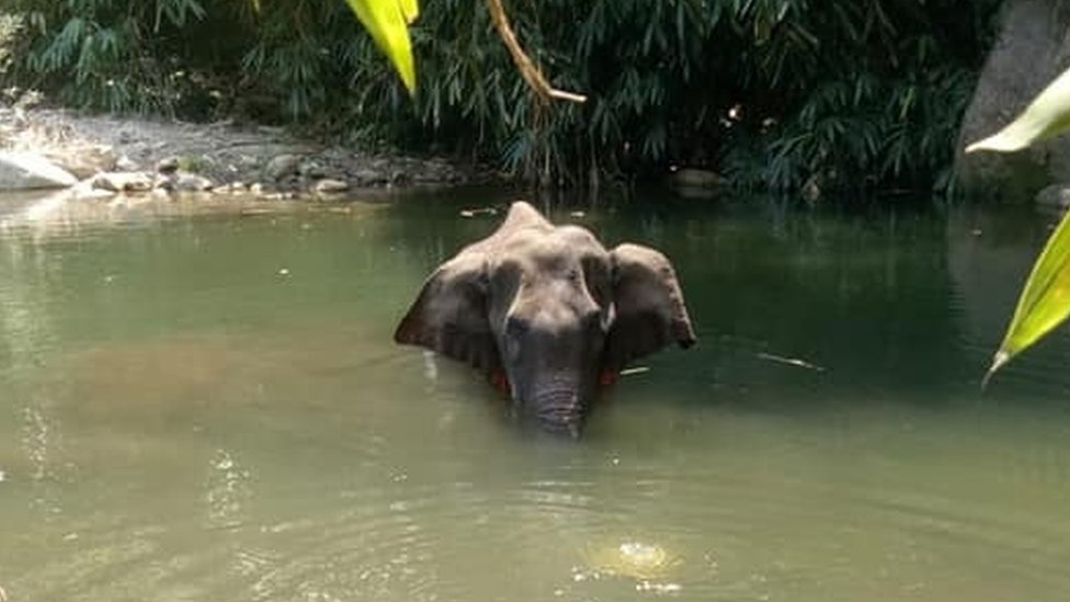Kerala Pregnant Elephant Death Case Latest News in Hindi - केरल में हथिनी की पटाखों वाला फल खाने से मौत की घटना के आरोपी ने अब 1.5 साल बाद किया सरेंडर कर दिया है, जाने पूरा मामला !