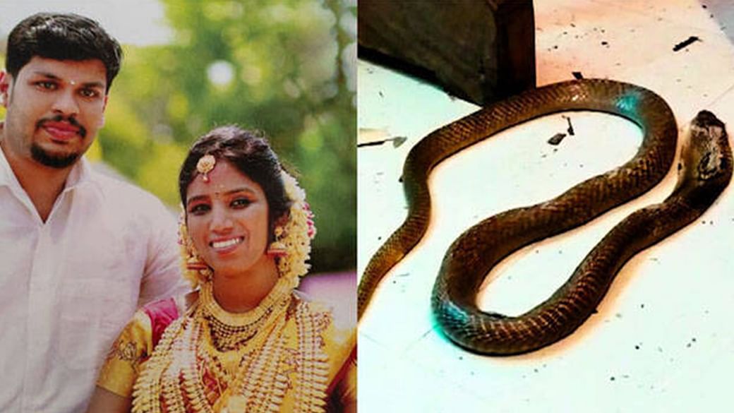 Kerala Uthra Murder Case Husband Sooraj found guilty of killing Uthra using Cobra Snakebite Murder News in Hindi | पत्‍नी को कोबरा से डसवाकर मार डाला था! जाने पूरा मामला !