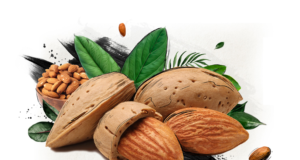 Best Collection of Almond (Badam) Shayari Status Quotes in Hindi for Health Whatsapp Facebook Twitter Reddit Instagram | बादाम पर शायरी स्टेटस कोट्स फोटो हिंदी में