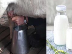 Goat Milk Benefits, Goat Milk Benefits in Hindi, Goat Milk Advantages, Goat Milk Benefits in Dengue, Goat Milk Benefits for Platelets in Hindi, Goat Milk Benefits for Skin