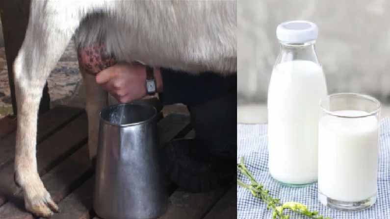 Goat Milk Benefits, Goat Milk Benefits in Hindi, Goat Milk Advantages, Goat Milk Benefits in Dengue, Goat Milk Benefits for Platelets in Hindi, Goat Milk Benefits for Skin