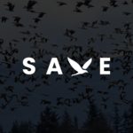Save Birds ShAYARI
