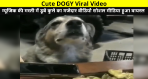 Cute DOGY Viral Video | Funny Video of A Dog Immersed in the Fun of Music Went Viral on Social Media | म्यूजिक की मस्ती में डूबे कुत्ते का मजेदार वीडियो सोशल मीडिया हुआ वायरल