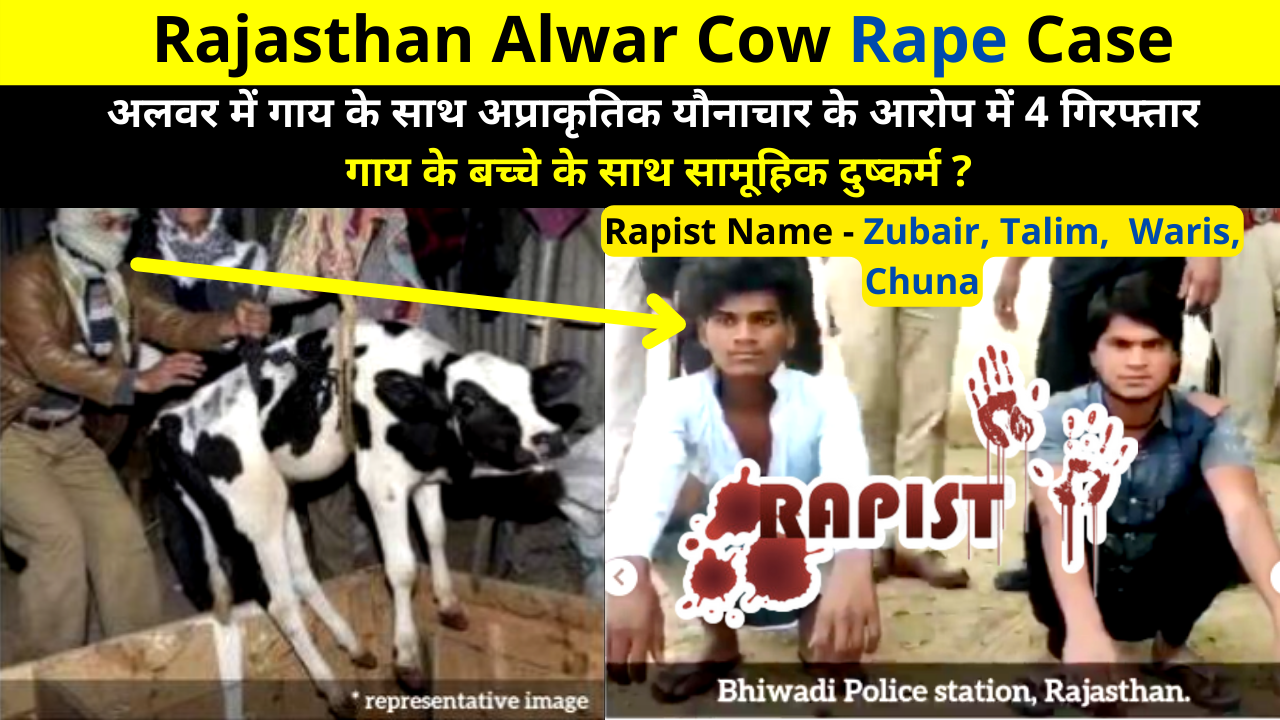 Rajasthan Alwar Cow Rape Case | Alwar Baby Cow Rape News | A Video of A Man Raping the Cow Went Viral on Social Media | अलवर में गाय के साथ अप्राकृतिक यौनाचार के आरोप में 4 गिरफ्तार