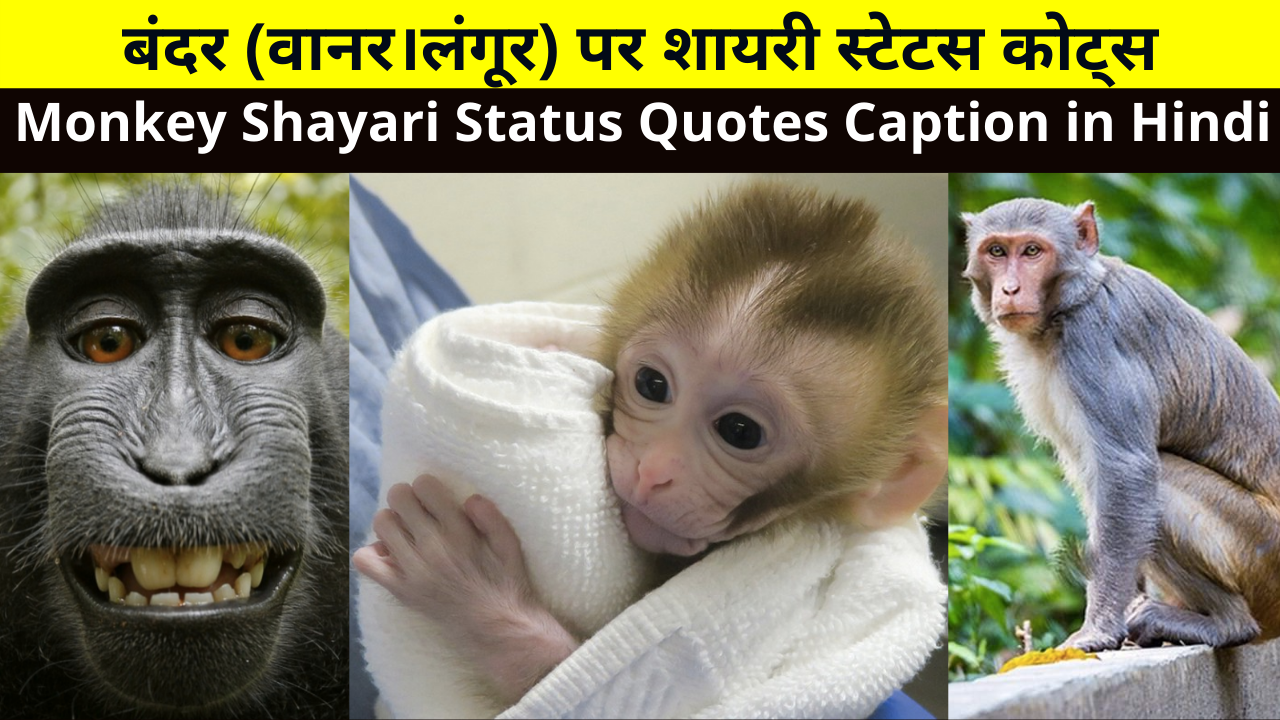 Best Collection of Monkey Shayari Status Quotes Caption in Hindi for Whtasapp DP FB Story Insta Reels Twitter | बंदर (वानर/लंगूर) पर शायरी स्टेटस कोट्स हिंदी में