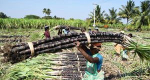 Farmers of Tamil Nadu increased sugarcane production by adopting modern farming techniques | Tamil Nadu News Update, Tamil Nadu Kisan News | Ranipet News