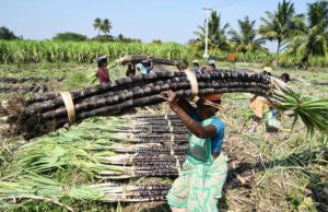 Farmers of Tamil Nadu increased sugarcane production by adopting modern farming techniques | Tamil Nadu News Update, Tamil Nadu Kisan News | Ranipet News