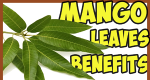 Mango leaves Benefits, Mango leaves Benefits in Hindi, 7 Amazing Benefits of Mango Leaves, All Benefits of Mango Leaves | आम की पत्तियों के फायदे जाने हिंदी में