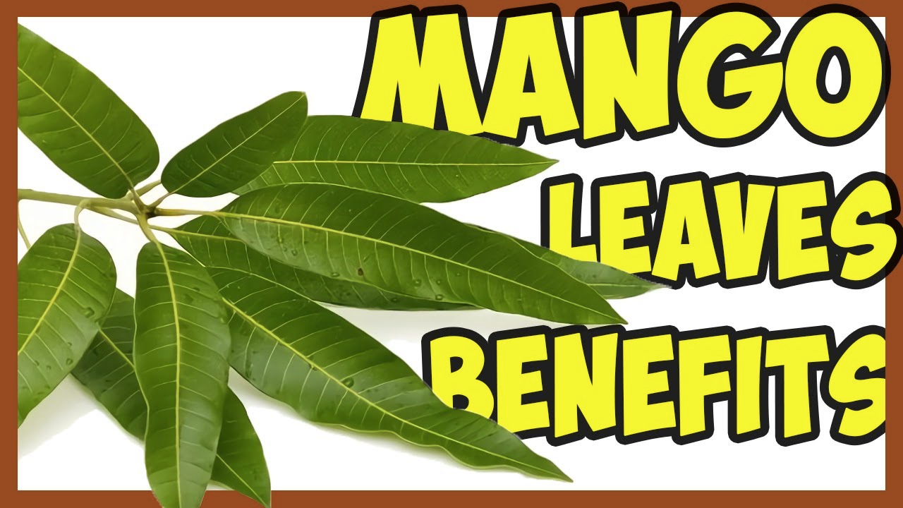 Mango leaves Benefits, Mango leaves Benefits in Hindi, 7 Amazing Benefits of Mango Leaves, All Benefits of Mango Leaves | आम की पत्तियों के फायदे जाने हिंदी में