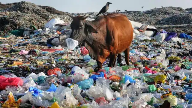 Government of India Banned Single-Use Plastic News Update in Hindi | single-use plastic closure, भारत सरकार ने सिंगल यूज प्लास्टिक पर लगाया बैन, बड़ी-बड़ी कंपनियों को बड़ा झटका