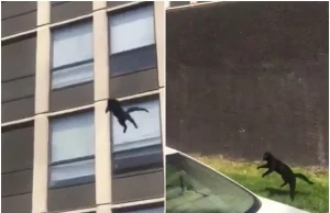 Cat Jumps From 5th Floor Of Burning Building Viral Video | If the fire broke out in the building, then from the fifth floor to save life