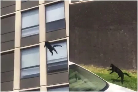 Cat Jumps From 5th Floor Of Burning Building Viral Video | If the fire broke out in the building, then from the fifth floor to save life