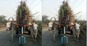 Rolling Support for Bull Photo Goes Viral on Social Media | This unique innovation will help bullocks to reduce their neck burden | अनोखे इनोवेशन को देख लोगों ने जमकर की तारीफ