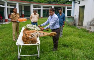 Royal Bengal Raja Tiger Died News in Hindi, Who Was Raja Tiger in Hindi, विश्व के सबसे बुजुर्ग बाघ की निधन, 23 अगस्त को मनाया जाने वाला था 27वा जन्मदिन, World Oldest Tiger Death