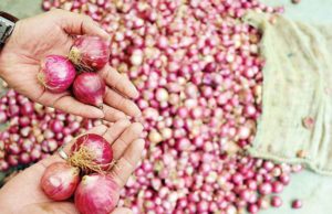 Onion prices will not increase this year, the government has made special preparations | इस साल नहीं बढ़ेगी प्याज की कीमते, सरकार ने की है खास तैयारी | Onion Buffer Stoke