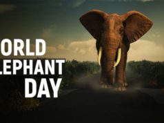 World Elephant Day 2023 Kab or Kyu Manya Janta Hai | When and Why is World Elephant Day Celebrated History Details in Hindi | विश्व हाथी दिवस कब और क्यों मनाया जाता है ?