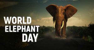 World Elephant Day 2023 Kab or Kyu Manya Janta Hai | When and Why is World Elephant Day Celebrated History Details in Hindi | विश्व हाथी दिवस कब और क्यों मनाया जाता है ?