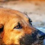 cropped-Stray-Dog-Raped-in-Hyderabad.webp