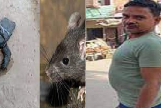 Rat Murder in Badaun UP News in Hindi, The Post Mortem Report Of The Rat Murder Case Revealed That Death Was Due To This and Not By Drowning, चूहे की हत्या केस की पोस्टमार्टम रिपोर्ट में सामने आई
