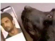 Actor Sushant Singh Rajput's Pet Dog Has Passed Away, Who Was Sushant Singh Rajput's Dog Death Reason, SSR Dog Name, सुशांत राजपूत के पालतू कुत्ते 'फज' का हुआ निधन, फैमिली और फैंस की फिर हुईं आंखें नम