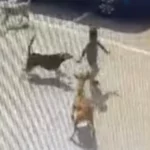 cropped-Hyderabad-Dog-Attack-CCTV-Footage-Full-Video.webp