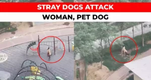 Breaking News in Hindi of Stray Dogs Attack Woman in Mahagun Society, Noida Sector 78 Watch Viral Video | नोएडा सेक्टर 78 के महागुन सोसायटी में आवारा कुत्तों ने महिला पर किया हमला, देखे वीडियो!