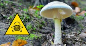 3 Die After Eating Poisonous Mushroom in Meghalaya News in Hindi | Meghalaya IBBR Employee Death; Three Found Dead In Shillong | जहरीली मशरूम खाने से 3 की मौत, मामले का खुलासा इस तरह हुआ?