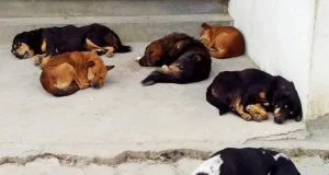 Case of Cruelty on Dogs in Gorakhpur Uttar Pradesh News in Hindi | उत्तर प्रदेश के गोरखपुर में कैंट इलाके के खोवा मंडी गली में व्यापारी ने 6 कुत्तों को जहर देकर मार डाला, फिर पेट्रोल डाल जिंदा जलाया