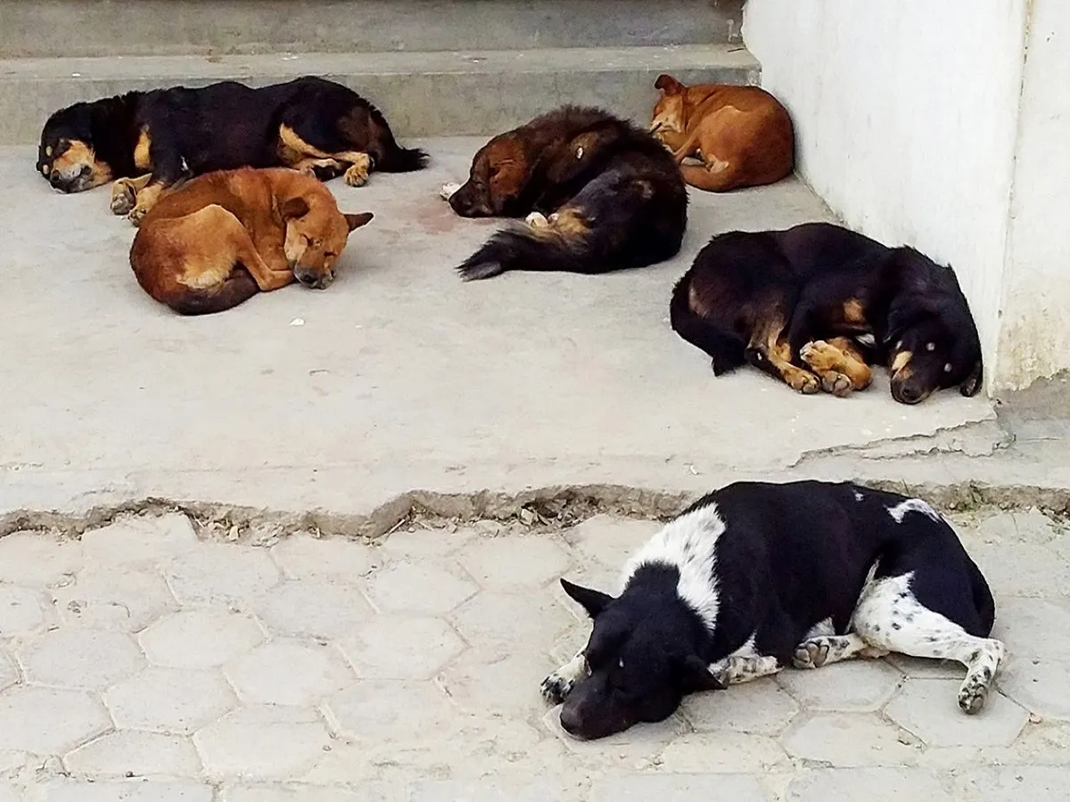 Case of Cruelty on Dogs in Gorakhpur Uttar Pradesh News in Hindi | उत्तर प्रदेश के गोरखपुर में कैंट इलाके के खोवा मंडी गली में व्यापारी ने 6 कुत्तों को जहर देकर मार डाला, फिर पेट्रोल डाल जिंदा जलाया