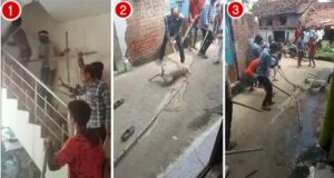 Angry Sarpanch Family Members Killed Pet Dog For Barking In Jabalpur Video Viral on Social Media | जबलपुर में भौंकने से नाराज सरपंच परिवार के सदस्यों ने पालतू कुत्ते को मार डाला, वीडियो सामने आया !