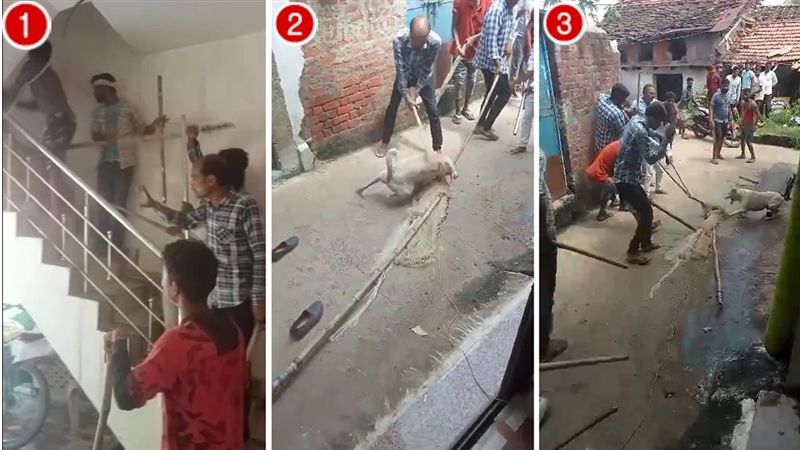 Angry Sarpanch Family Members Killed Pet Dog For Barking In Jabalpur Video Viral on Social Media | जबलपुर में भौंकने से नाराज सरपंच परिवार के सदस्यों ने पालतू कुत्ते को मार डाला, वीडियो सामने आया !