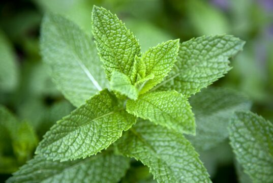 Mint for Heart Health