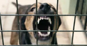 Cases of Attack By Stray Dogs in Sitapur Uttar Pradesh News in Hindi | यूपी के सीतापुर में 24 घंटे में 12 लोगों को आवारा कुत्तों ने बनाया अपना शिकार, कई बच्चे बुरी तरह से जख्मी