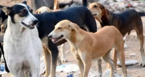 Compensation of Rs 20,000 will be given in case of a stray dog bite, the big decision of the High Court in Punjab and Haryana News in Hindi | आवारा कुत्ते के काटने पर मिलेगा 20,000 रुपए का मुआवजा