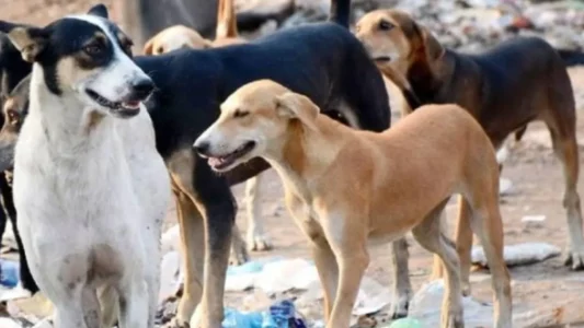 Compensation of Rs 20,000 will be given in case of a stray dog bite, the big decision of the High Court in Punjab and Haryana News in Hindi | आवारा कुत्ते के काटने पर मिलेगा 20,000 रुपए का मुआवजा