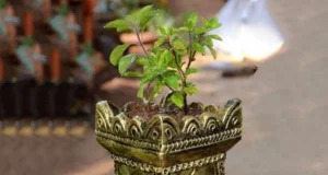Tulsi Pujan Diwas 2023: कब मनाया जाएगा तुलसी पूजन दिवस? जानिए तुलसी पूजा का महत्व और नियम | When will Tulsi Puja Day be celebrated? Know the importance and rules of Tulsi Puja
