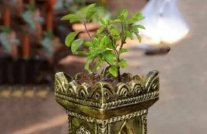 Tulsi Pujan Diwas 2023: कब मनाया जाएगा तुलसी पूजन दिवस? जानिए तुलसी पूजा का महत्व और नियम | When will Tulsi Puja Day be celebrated? Know the importance and rules of Tulsi Puja